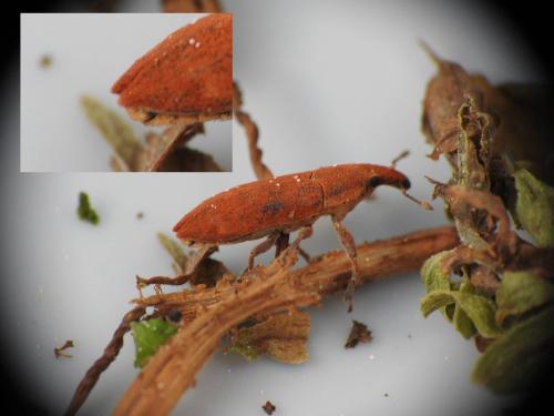 Lixus sp.